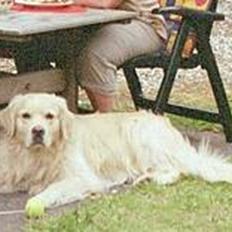 Golden retriever Leregårdens Unusual Uwe