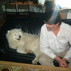 Samojedhund Freja (Dancing Duchess)