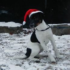 Dansk svensk gaardhund Lucky