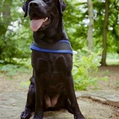 Labrador retriever Filippa