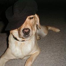 Labrador retriever Molly