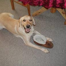 Labrador retriever Molly