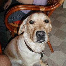 Labrador retriever Molly