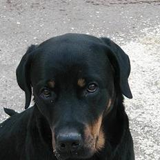 Rottweiler Balder