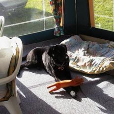 Labrador retriever Walter