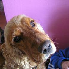 Cocker spaniel lucky 