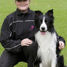 Border collie Tarco *himmelhund*