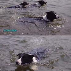 Border collie Tarco *himmelhund*