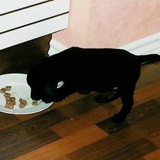 Labrador retriever Molle