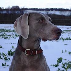 Weimaraner Kiwi