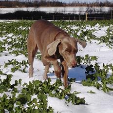 Weimaraner Kiwi