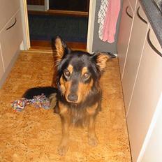 Blanding af racer Buller