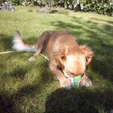 Golden retriever Zille