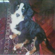 Berner sennenhund Malou