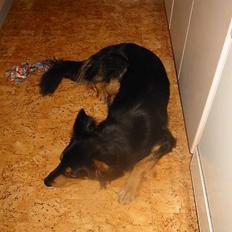 Blanding af racer Buller