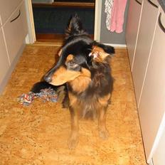 Blanding af racer Buller