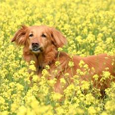 Hovawart Silly (HofJoy´s Elona)