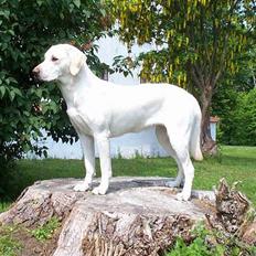 Labrador retriever Lucky Labrador's Gaby