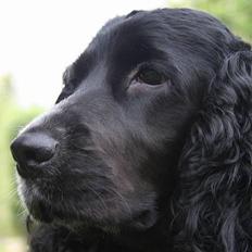 Cocker spaniel Bea