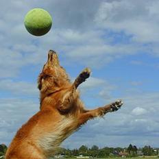 Hovawart Silly (HofJoy´s Elona)