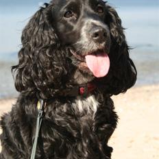 Cocker spaniel Bea