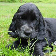 Cocker spaniel Bea