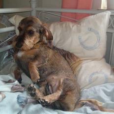 Gravhund Rønhøjs Dolly