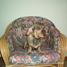 Gravhund Rønhøjs Dolly