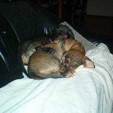 Gravhund Rønhøjs Dolly