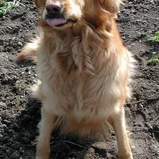 Hovawart Silly (HofJoy´s Elona)