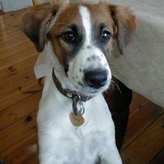 Dansk svensk gaardhund Jackie