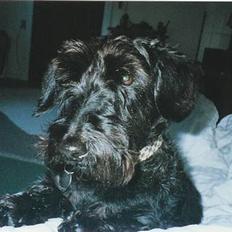 Blanding af racer Bea