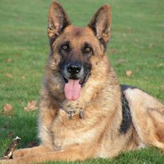 Schæferhund Rico RIP