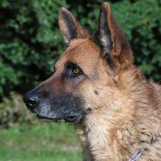 Schæferhund Rico RIP