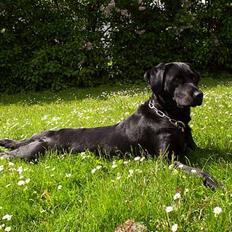 Blanding af racer Balder Himmelhund