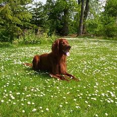Irsk setter Skovlykkes Frej