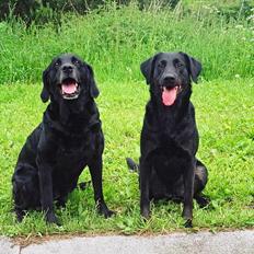 Labrador retriever Zita 