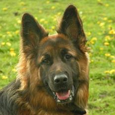 Schæferhund Ronja (2003-2010)