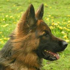 Schæferhund Ronja (2003-2010)