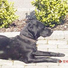 Labrador retriever Freja