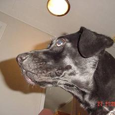 Labrador retriever Freja