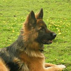 Schæferhund Ronja (2003-2010)