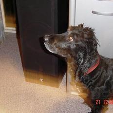 Cocker spaniel Sofus