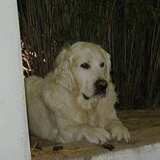 Golden retriever taz 