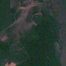 Cocker spaniel Sofus