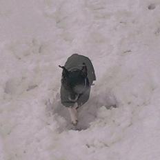 Dansk svensk gaardhund Pjevs - Død