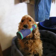 Cocker spaniel lucky 