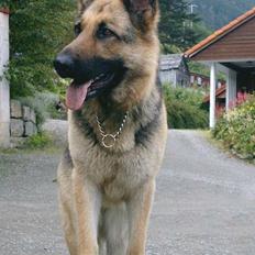 Schæferhund Carma av Trinento (død)