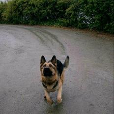 Schæferhund Carma av Trinento (død)