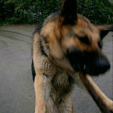 Schæferhund Carma av Trinento (død)